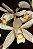 Coelogyne flaccida - Imagem 2
