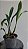 Coelogyne flaccida - Imagem 4