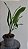 Coelogyne flaccida - Imagem 3