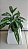 Aglaonema - Café de Salão - Imagem 4