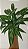Aglaonema - Café de Salão - Imagem 1