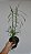 Neobenthamia gracilis - Imagem 3
