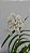 Neobenthamia gracilis - Imagem 1