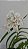 Neobenthamia gracilis - Imagem 2
