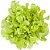 Alface Mimosa Orgânica (unidade) - Imagem 1