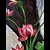 Lotus - Imagem 4