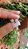 Brinco Coração Prata 925 com Zircônias Brancas - Imagem 3