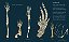 bones - Imagem 2