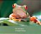 red eyed tree frog - Imagem 2