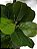 PLANTA ARTIFICIAL FICUS LYRATA SILICONE 4 HASTES 150CM 128198 - Imagem 3