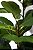 PLANTA ARTIFICIAL FICUS LYRATA SILICONE 4 HASTES 150CM 128198 - Imagem 2