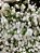 FLOR ARTIFICIAL HASTE GIPSO GIPSOFILA MOSQUITINHO 67CM BRANCO 7701 - Imagem 3