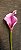 GALHO COPO DE LEITE 63CM LILAS 128523 - Imagem 2