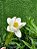 GALHO DE TULIPA OFF WHITE FLORES ARTIFICIAIS 40CM 128525 - Imagem 2