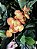 ORQUIDEA SILICONE TOQUE REAL  X7 75CM LARANJA 128672 - Imagem 1