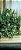 PICK FLOR AMARELAS C/6 25CM 128615 - Imagem 2