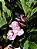 ORQUIDEA ARTIFICIAL SILICONE TOQUE REAL ROSA PRINT X7 75CM 128824 - Imagem 1
