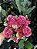 BUQUE ROSAS ARTIFICIAIS MISTO 45CM C/7 BOTOES 128809 - Imagem 12