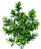 PLANTA ARTIFICIAL FOLHAGEM VERDE 35CM 128864 - Imagem 2