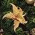 FLOR DE NATAL POINSETIA DOURADA 30CM 9977D - Imagem 1