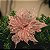 FLOR DE NATAL POINSETIA ROSE TULE AVELUDADA 30CM 9983R - Imagem 2