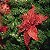 FLOR DE NATAL POINSETIA VERMELHA 30CM 9977V - Imagem 2