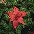 FLOR DE NATAL POINSETIA VERMELHA 30CM 9977V - Imagem 1