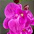 HASTE ORQUÍDEA LUXO ROSA FUCSIA X7 70 CM 129710 - Imagem 2