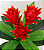 BROMÉLIA PLANTA ARTIFICIAL 80CM 129740 - Imagem 3