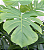 COSTELA DE ADÃO PLANTA ARTIFICIAL 80CM 128919 - Imagem 2