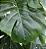 COSTELA DE ADÃO PLANTA ARTIFICIAL 80CM 128919 - Imagem 3
