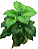 COMIGO NINGUEM PODE PLANTA ARTIFICIAL X18 80CM 129737 - Imagem 1