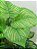 COMIGO NINGUEM PODE PLANTA ARTIFICIAL X18 80CM 129737 - Imagem 2