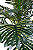 PALMEIRA ARVORE ARTIFICIAL 170CM 129738 - Imagem 2