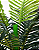 PALMEIRA ARVORE ARTIFICIAL 170CM 129738 - Imagem 3