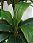 DRACENA PLANTA ARTIFICIAL ARBUSTO X3 160CM 129739 - Imagem 3