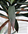 PLANTA DRACENA LUXO 125CM X2 129742 - Imagem 3