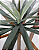 PLANTA DRACENA LUXO 125CM X2 129742 - Imagem 2