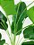 PLANTA HELICÔNIA VERDE X18 81CM S/ VASO 129486 - Imagem 2