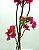 ARVORE BOUGAINVILLE 140CM C/ POTE BASE 129916 - Imagem 4