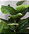 PLANTA ARTIFICIAL FICUS LYRATA 90CM S/ POTE 129911 - Imagem 3