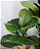 PLANTA ARTIFICIAL FICUS LYRATA 90CM S/ POTE 129911 - Imagem 4