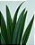 FOLHA DE ORQUIDEA CYMBIDIUM SILICONE 32CM 130043 - Imagem 3
