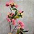 HASTE BUGANVILE ARTIFICIAL ROSA AM 75CM - Imagem 1