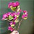 HASTE BOUGANVILLE 90CM ROSA PINK 129709 - Imagem 2