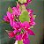 HASTE BOUGANVILLE 90CM ROSA PINK 129709 - Imagem 3