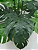 PLANTA ARTIFICIAL COSTELA DE ADÃO TOQUE REAL X15 90CM 131416 - Imagem 4