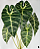 PLANTA ALOCASIA AMAZÔNICA LUXO ARTIFICIAL VERDE ESCURO X7 57CM 131371 - Imagem 2