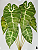 PLANTA ALOCASIA AMAZONICA LUXO X7 60CM VERDE CLARO 131372 - Imagem 2
