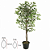 ARVORE PLANTA ARTIFICIAL FICUS VERDE CREME C/POTE 1,50M 13859 - Imagem 1